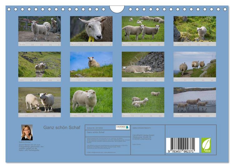 Produktbild: Ganz sch&ouml;n Schaf (Wandkalender 2026 DIN A4 quer), CALVENDO Monatskalender