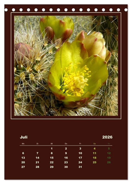 Produktbild: Wilde Kakteen Amerikas (Tischkalender 2026 DIN A5 hoch), CALVENDO Monatskalender