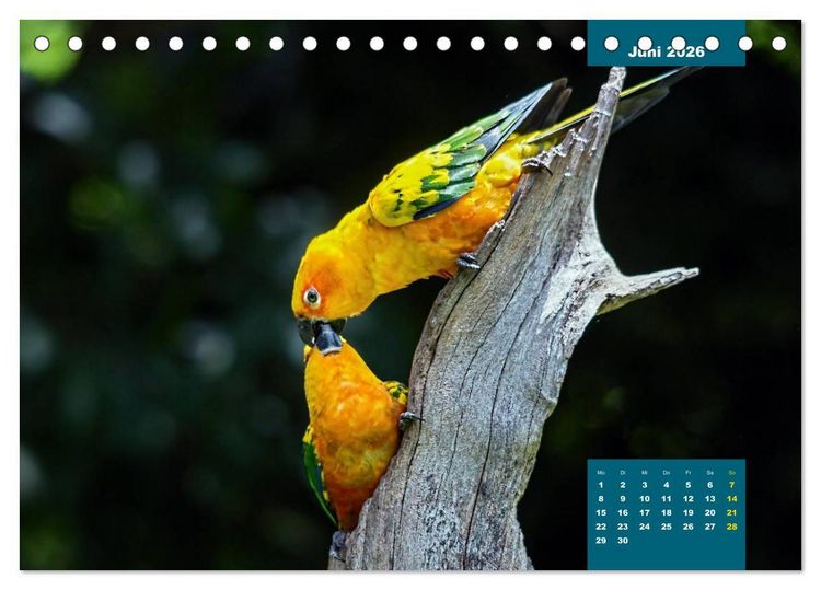 Produktbild: Papageien - Frech, sch&ouml;n und schlau (Tischkalender 2026 DIN A5 quer), CALVENDO Monatskalender