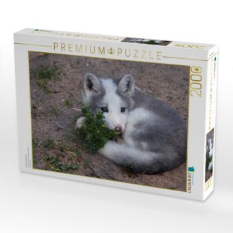 Produktbild: CALVENDO Puzzle Junger Polarfuchs | 2000 Teile Lege-Gr&ouml;&szlig;e 90x67cm Foto-Puzzle f&uuml;r gl&uuml;ckliche Stunden