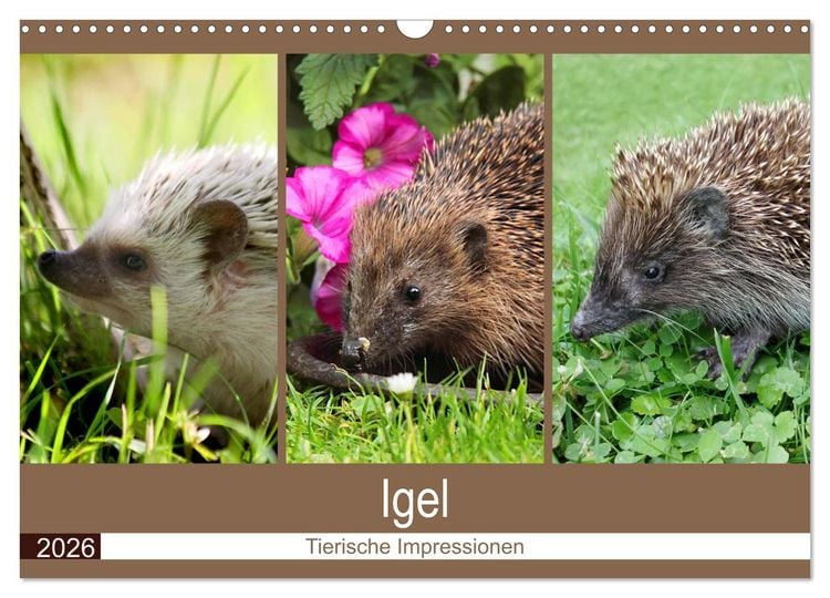 Produktbild: Igel 2026. Tierische Impressionen (Wandkalender 2026 DIN A3 quer), CALVENDO Monatskalender
