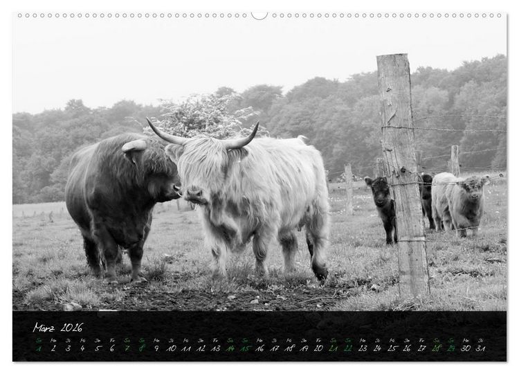 Produktbild: Highland Cattle vom Nordlicht - Faszination Hochland Rind (hochwertiger Premium Wandkalender 2026 DIN A2 quer), Kunstdruck in Hochglanz
