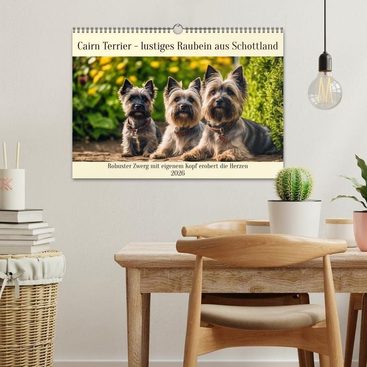 Produktbild: Cairn Terrier - lustiges Raubein aus Schottland (Wandkalender 2026 DIN A3 quer), CALVENDO Monatskalender