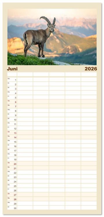 Produktbild: Familienplaner 2026 - Steinb&ouml;cke - Eindr&uuml;ckliche K&ouml;nige der Alpen mit 5 Spalten (Wandkalender, 21 x 45 cm) CALVENDO