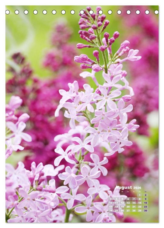 Produktbild: Fliederbl&uuml;te (Tischkalender 2026 DIN A5 hoch), CALVENDO Monatskalender