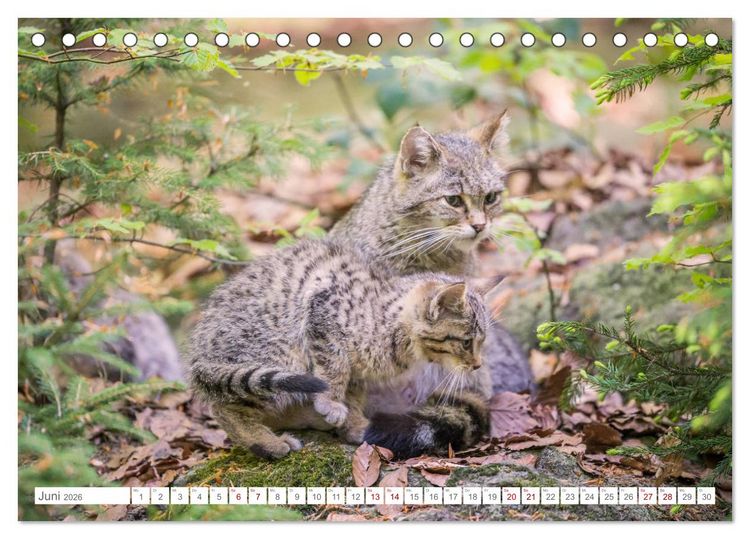 Produktbild: Wildkatzenbabys - wild und zuckers&uuml;&szlig;. (Tischkalender 2026 DIN A5 quer), CALVENDO Monatskalender