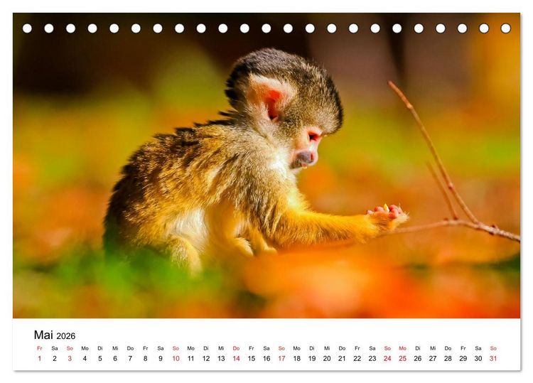 Produktbild: Totenkopfaffen (Tischkalender 2026 DIN A5 quer), CALVENDO Monatskalender