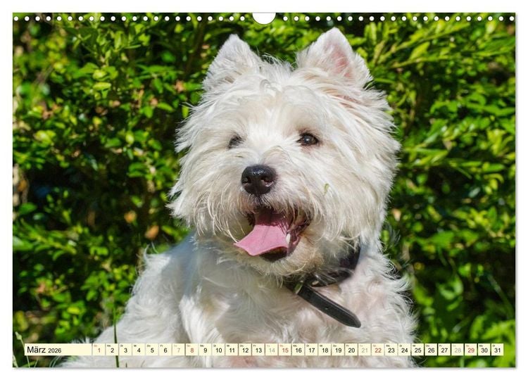 Produktbild: Kobold auf 4 Pfoten - West Highland White Terrier (Wandkalender 2026 DIN A3 quer), CALVENDO Monatskalender