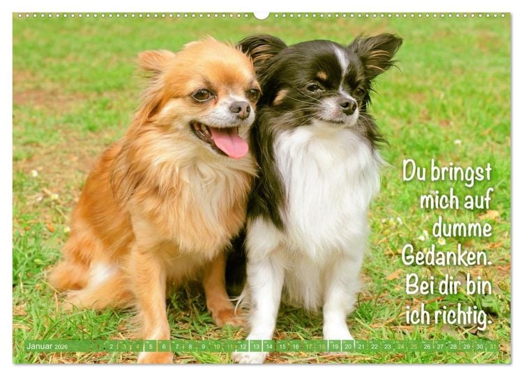 Produktbild: Chihuahua: Kleine Hunde, aber oho (hochwertiger Premium Wandkalender 2026 DIN A2 quer), Kunstdruck in Hochglanz