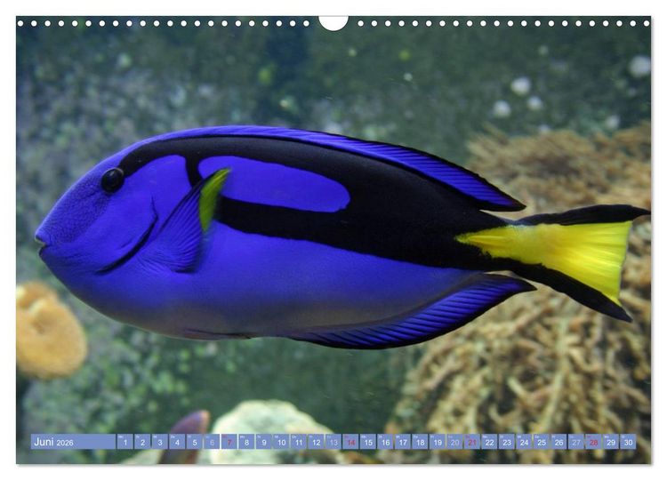 Produktbild: Bunte Welt der Fische (Wandkalender 2026 DIN A3 quer), CALVENDO Monatskalender