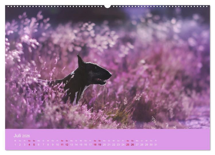 Produktbild: Fantastische Bullterrier - Sieger im Herzen (Wandkalender 2026 DIN A2 quer), CALVENDO Monatskalender
