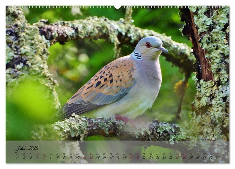 Produktbild: Wildes S&uuml;dfrankreich (hochwertiger Premium Wandkalender 2026 DIN A2 quer), Kunstdruck in Hochglanz