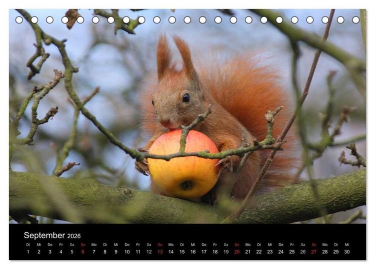 Produktbild: Artist im Garten. Das Eichh&ouml;rnchen (Tischkalender 2026 DIN A5 quer), CALVENDO Monatskalender