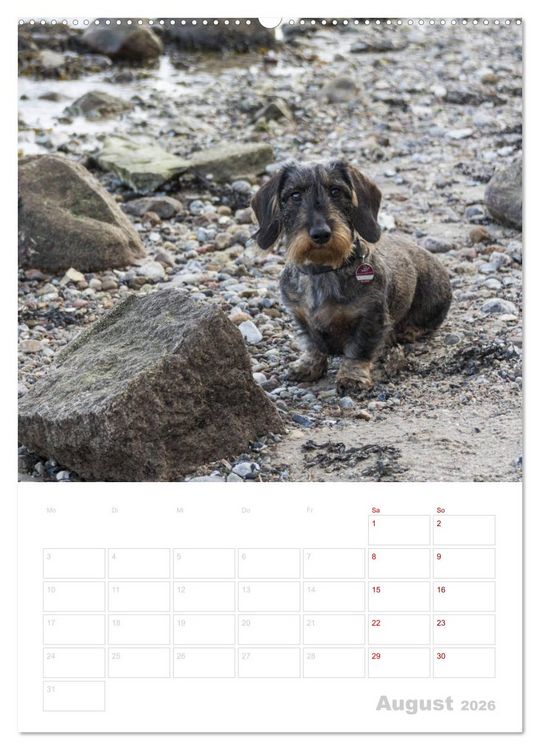 Produktbild: Der Dackel (M)ein treuer Weggef&auml;hrte (hochwertiger Premium Wandkalender 2026 DIN A2 hoch), Kunstdruck in Hochglanz