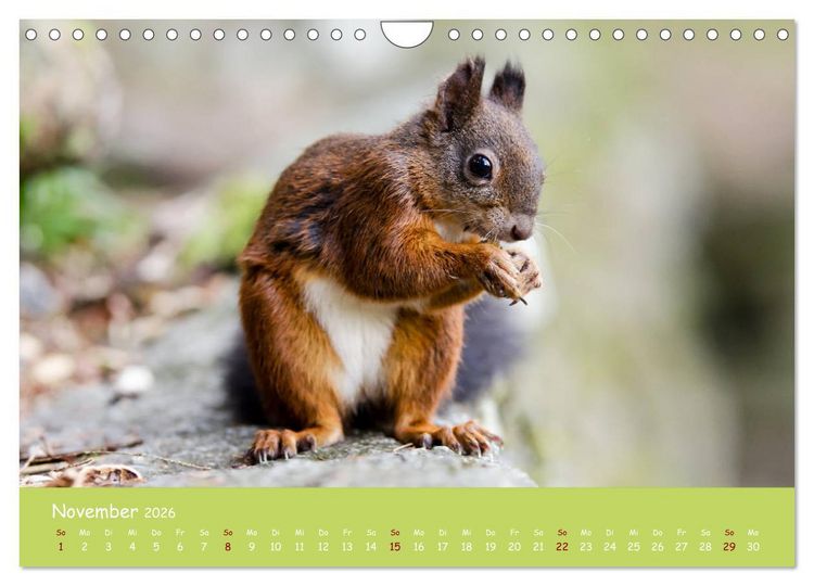 Produktbild: Eichh&ouml;rnchen - die s&uuml;&szlig;en Nussknacker (Wandkalender 2026 DIN A4 quer), CALVENDO Monatskalender