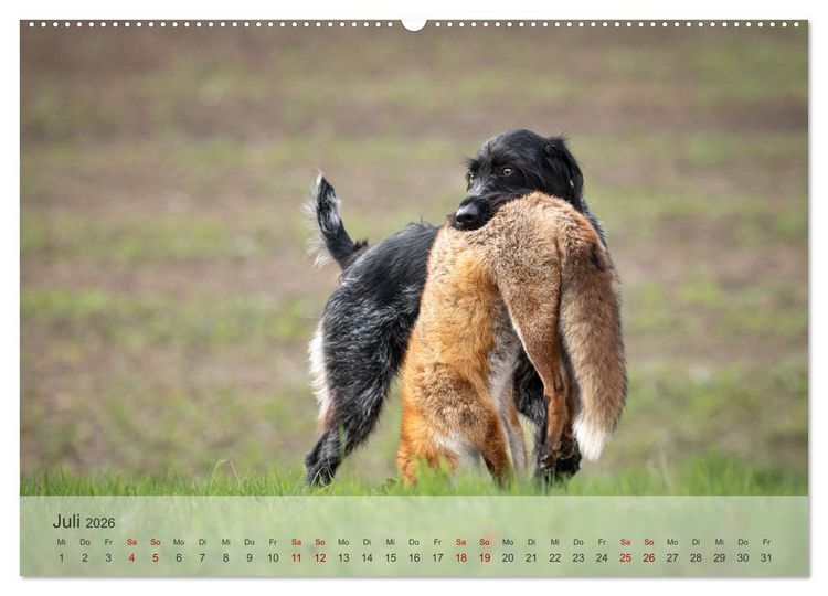 Produktbild: Treue Jagdgef&auml;hrten - Der Deutsch Drahthaar (Wandkalender 2026 DIN A2 quer), CALVENDO Monatskalender