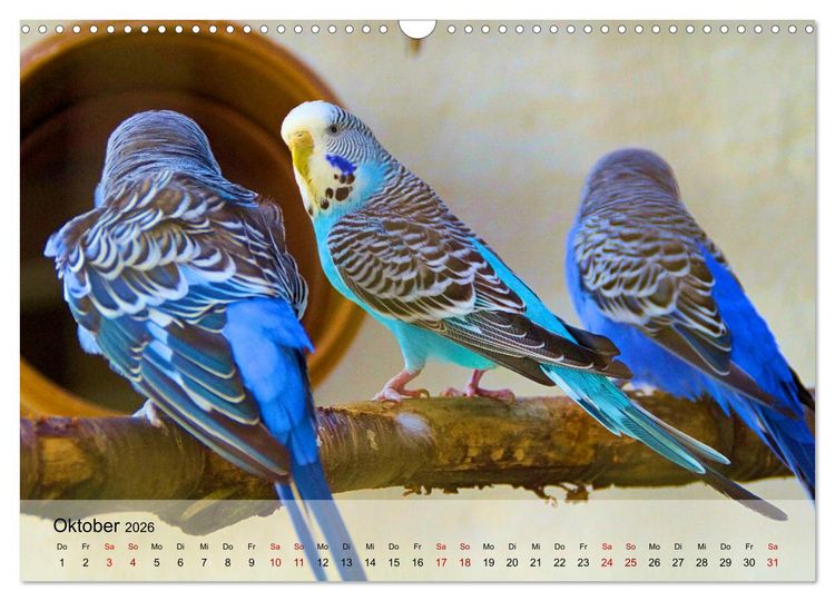 Produktbild: Wellensittiche - gesellige Freunde (Wandkalender 2026 DIN A3 quer), CALVENDO Monatskalender