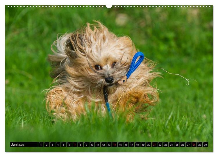 Produktbild: Havaneser - Herz auf 4 Pfoten (Wandkalender 2026 DIN A2 quer), CALVENDO Monatskalender