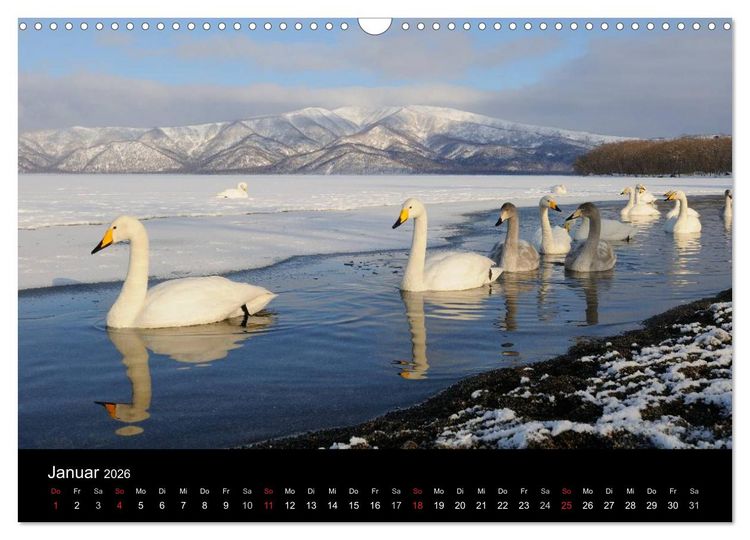 Produktbild: V&ouml;gel & Landschaften (Wandkalender 2026 DIN A3 quer), CALVENDO Monatskalender