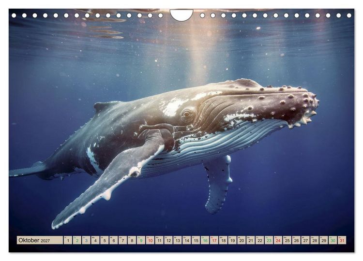 Produktbild: Die intelligentesten Tiere - Weltweit (Wandkalender 2027 DIN A4 quer), CALVENDO Monatskalender