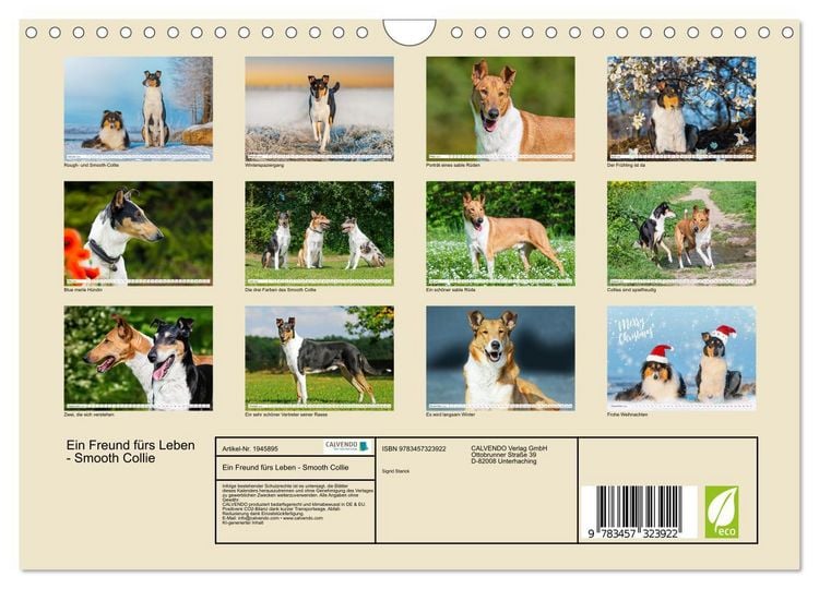 Produktbild: Ein Freund f&uuml;rs Leben - Smooth Collie (Wandkalender 2026 DIN A4 quer), CALVENDO Monatskalender