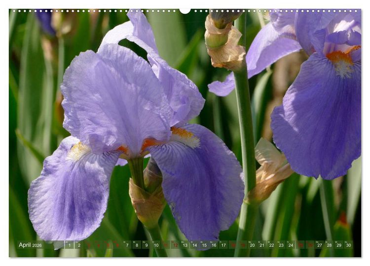 Produktbild: Iris - mond&auml;ne Gartensch&ouml;nheit (hochwertiger Premium Wandkalender 2026 DIN A2 quer), Kunstdruck in Hochglanz