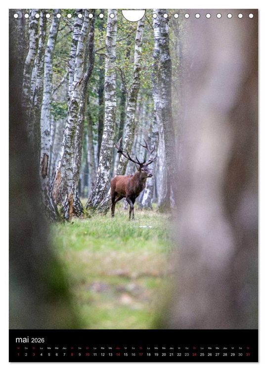 Produktbild: LE CERF EN FRANCE (Calendrier mural 2026 DIN A4 horizontal), CALVENDO calendrier mensuel