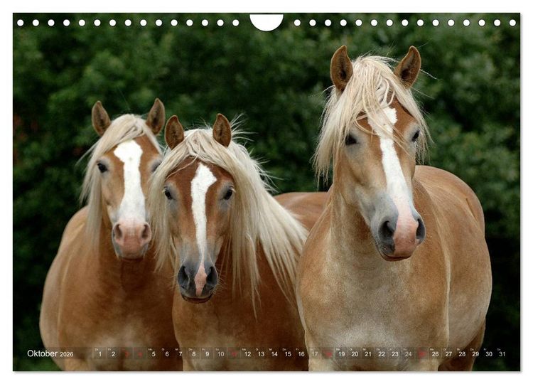 Produktbild: Haflinger Sch&ouml;nheiten (Wandkalender 2026 DIN A4 quer), CALVENDO Monatskalender