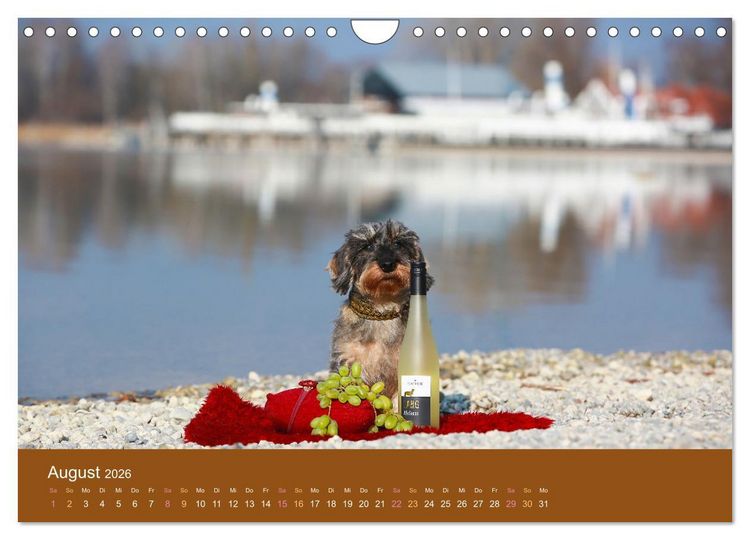 Produktbild: Der Dackel (Wandkalender 2026 DIN A4 quer), CALVENDO Monatskalender