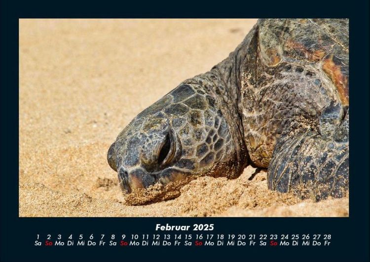 Produktbild: Schildkr&ouml;tenzauber 2025 Fotokalender DIN A4