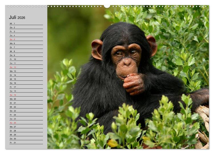 Produktbild: Schimpansen (hochwertiger Premium Wandkalender 2026 DIN A2 quer), Kunstdruck in Hochglanz