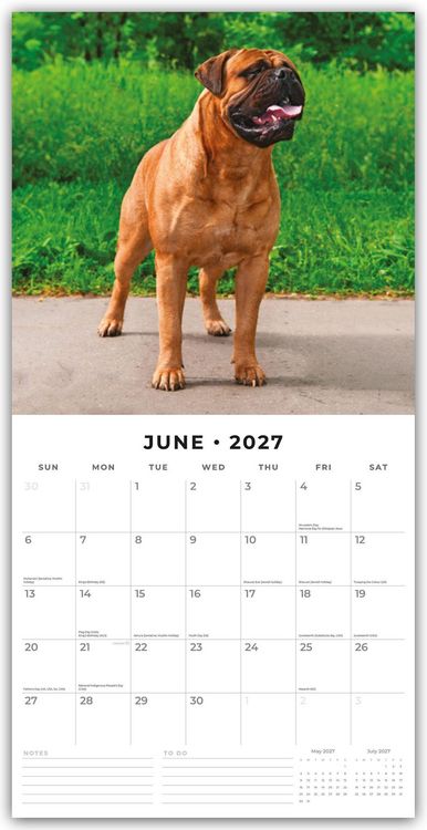 Produktbild: Mastiffs &ndash; Mastiff 2027 &ndash; 16-Monatskalender