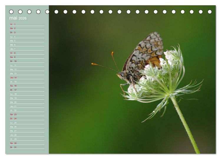 Produktbild: Merveilleux papillons (Calendrier de bureau 2026 DIN A5 vertical), CALVENDO calendrier mensuel