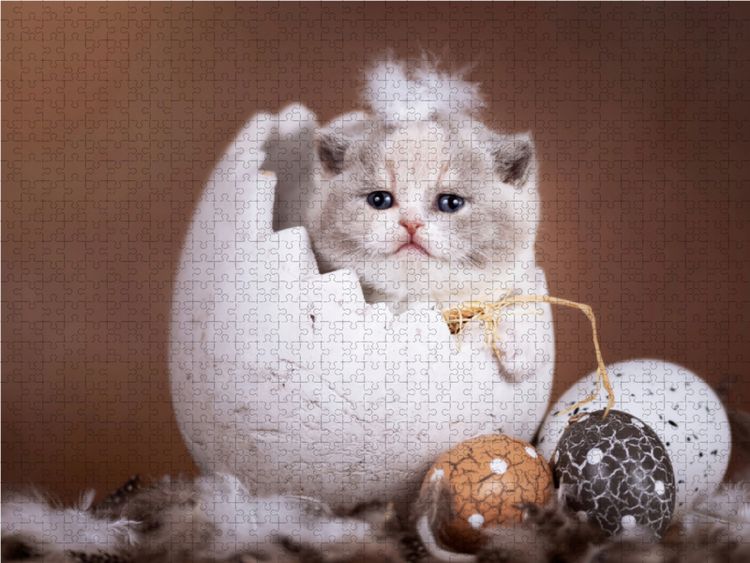 Produktbild: CALVENDO Puzzle Wie aus dem Ei gepellt _ Kitten sitzt im Osterei 1000 Teile Lege-Gr&ouml;&szlig;e 64 x 48 cm Foto-Puzzle Bild von Janina B&uuml;rger