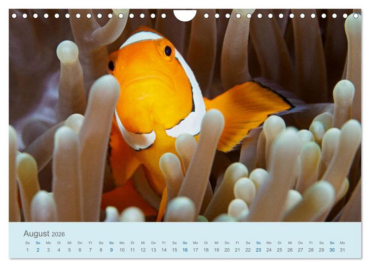 Produktbild: Abenteuer Unterwasser (Wandkalender 2026 DIN A4 quer), CALVENDO Monatskalender