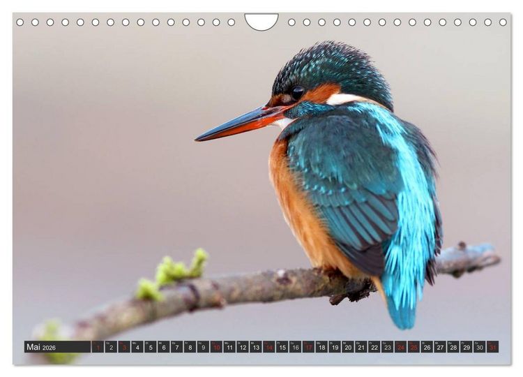 Produktbild: Der Eisvogel (Wandkalender 2026 DIN A4 quer), CALVENDO Monatskalender