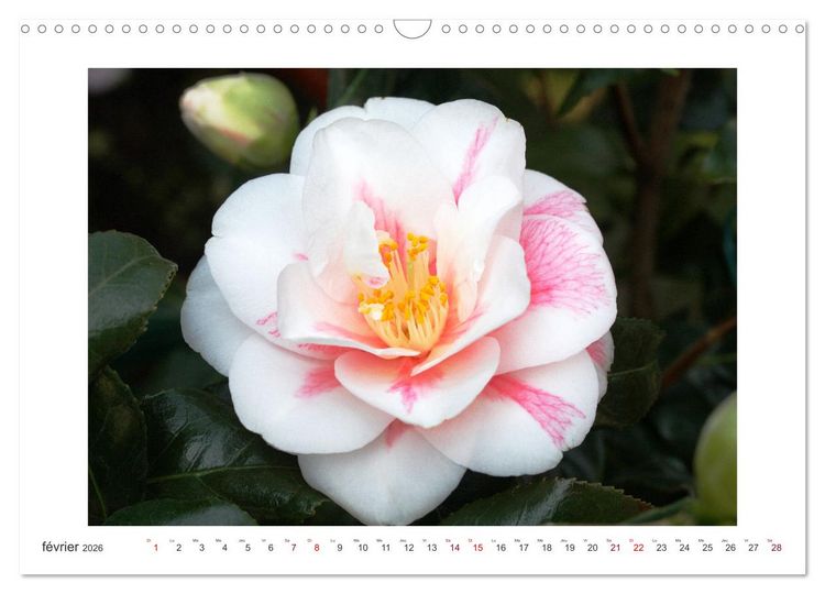 Produktbild: Cam&eacute;lias mystiques (Calendrier mural 2026 DIN A3 vertical), CALVENDO calendrier mensuel