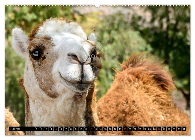 Produktbild: Afrika - Welt der Tiere (hochwertiger Premium Wandkalender 2026 DIN A2 quer), Kunstdruck in Hochglanz