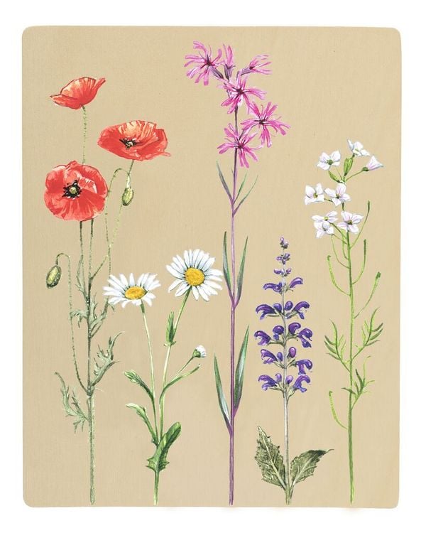 Produktbild: Expedition Natur Blatt- und Bl&uuml;tenpresse mit Sonnendruckpapier