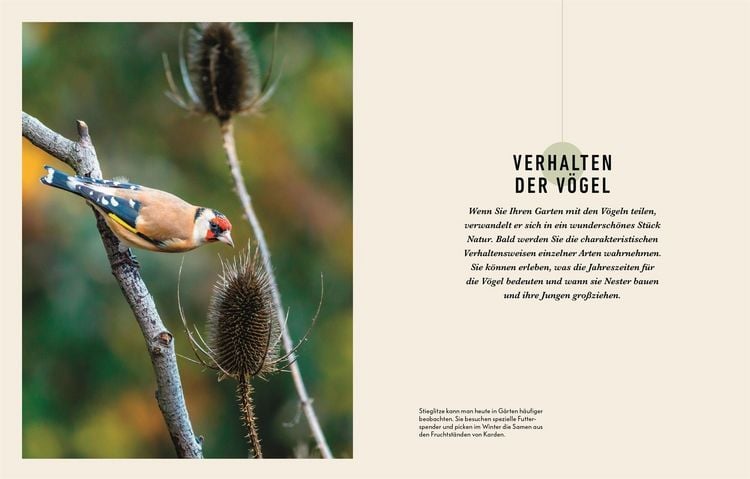 Produktbild: So locke ich V&ouml;gel in meinen Garten