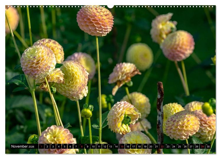 Produktbild: Dahlien - Blumenwunder der Natur (Wandkalender 2026 DIN A2 quer), CALVENDO Monatskalender