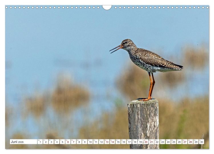 Produktbild: Sturmerprobt - V&ouml;gel an Nordfrieslands K&uuml;ste (Wandkalender 2026 DIN A3 quer), CALVENDO Monatskalender