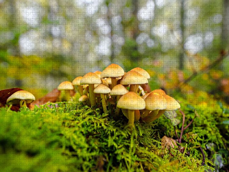 Produktbild: CALVENDO Puzzle Schwefelkopf | 1000 Teile Lege-Gr&ouml;&szlig;e 64x48cm Foto-Puzzle f&uuml;r gl&uuml;ckliche Stunden