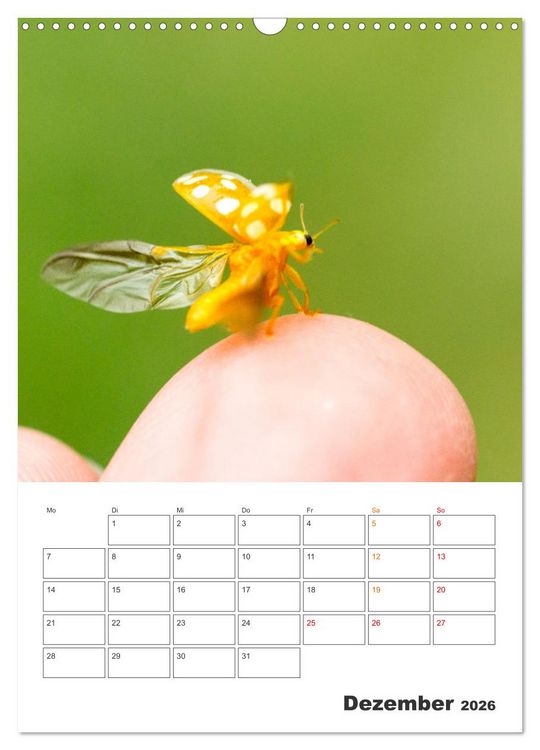 Produktbild: Kleines Gl&uuml;ck ganz gro&szlig;: Marienk&auml;fer! (Wandkalender 2026 DIN A3 hoch), CALVENDO Monatskalender