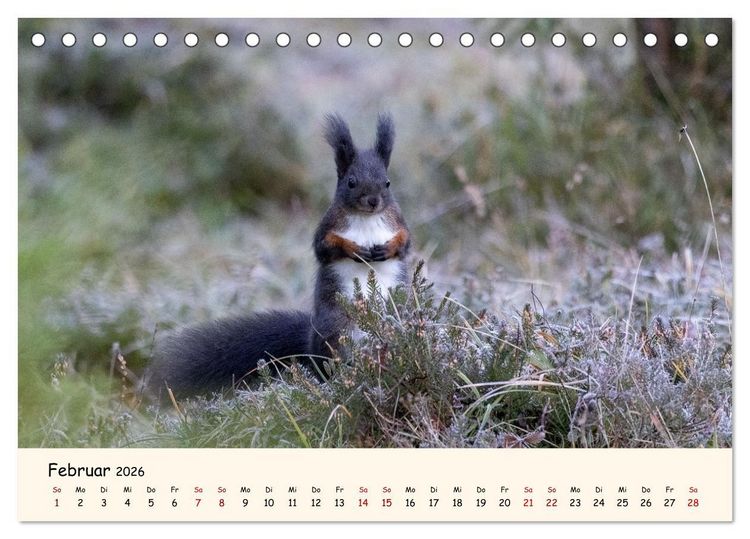 Produktbild: Oachkatzl (Tischkalender 2026 DIN A5 quer), CALVENDO Monatskalender