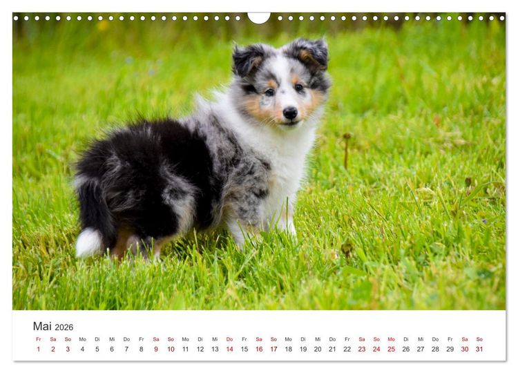 Produktbild: Shelties - Die zuckers&uuml;&szlig;en Vierbeiner. (Wandkalender 2026 DIN A3 quer), CALVENDO Monatskalender