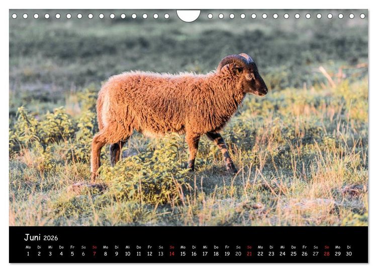 Produktbild: Schafe und L&auml;mmer (Wandkalender 2026 DIN A4 quer), CALVENDO Monatskalender