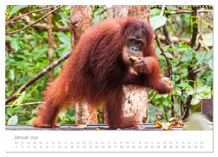 Produktbild: Orang-Utans Menschenaffen auf Borneo (hochwertiger Premium Wandkalender 2026 DIN A2 quer), Kunstdruck in Hochglanz