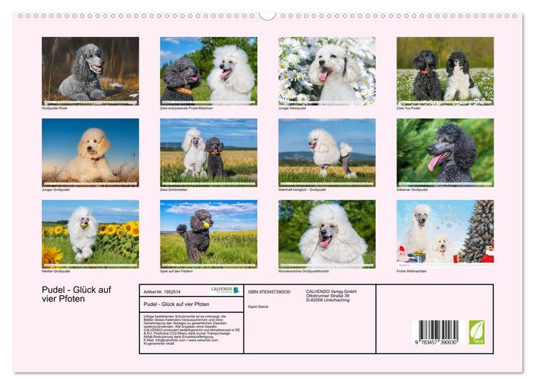 Produktbild: Pudel - Gl&uuml;ck auf vier Pfoten (hochwertiger Premium Wandkalender 2026 DIN A2 quer), Kunstdruck in Hochglanz