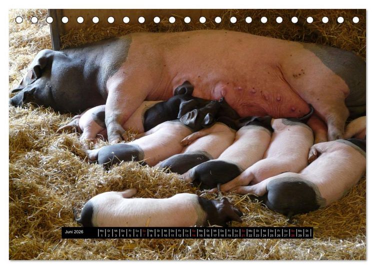 Produktbild: Schweinereien (Tischkalender 2026 DIN A5 quer), CALVENDO Monatskalender